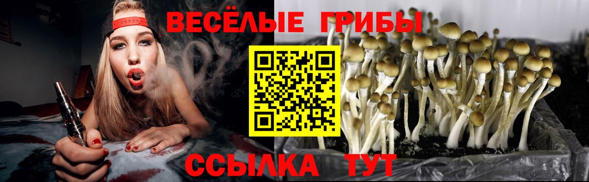 Псилоцибиновые грибы Psilocybe Бердск